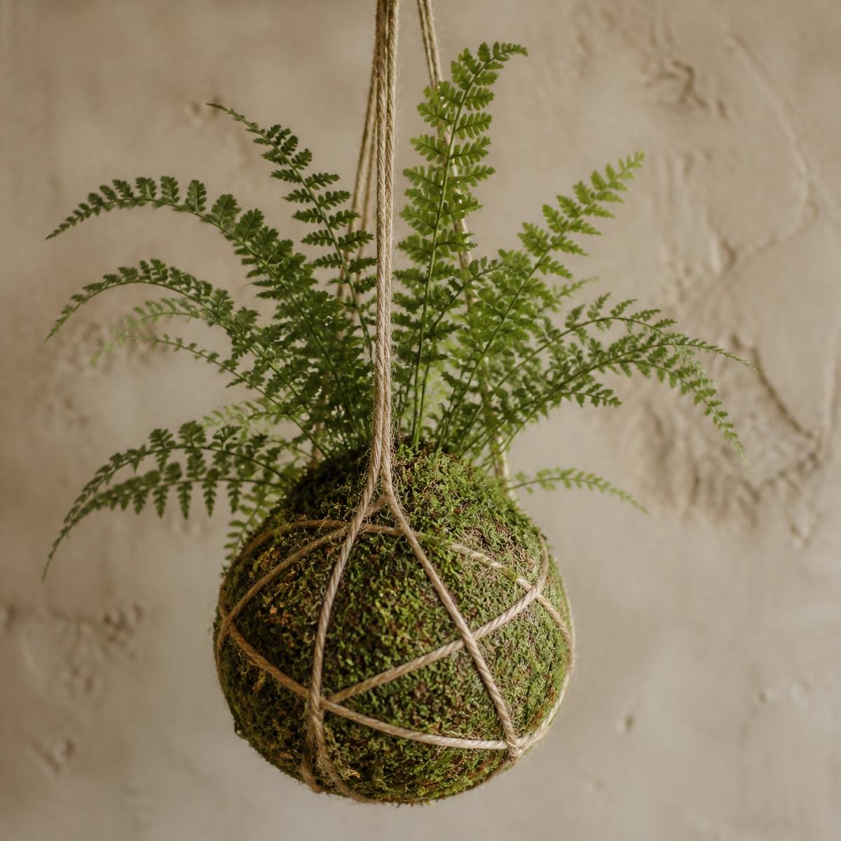 Hand-wrapped kokedama moss ball with fern foliage, string-hung against a plaster wall